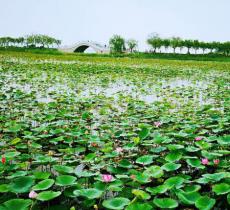 东丽湖自然艺苑