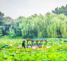 紫竹院公园