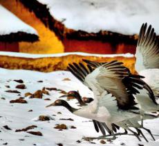 大山包黑颈鹤自然保护区